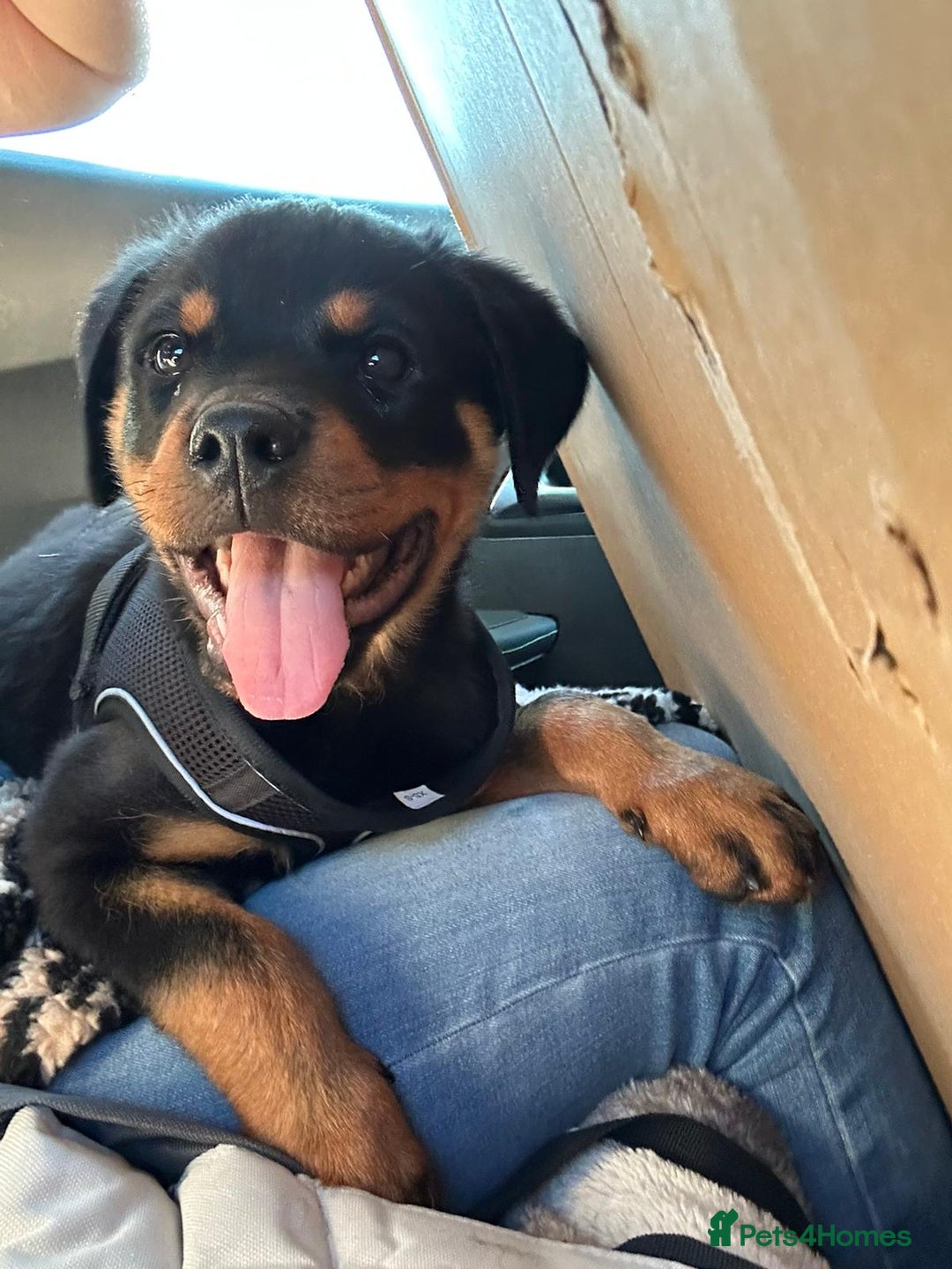 Rottweiler dogs for sale: 14 week old male puppy - Image 2