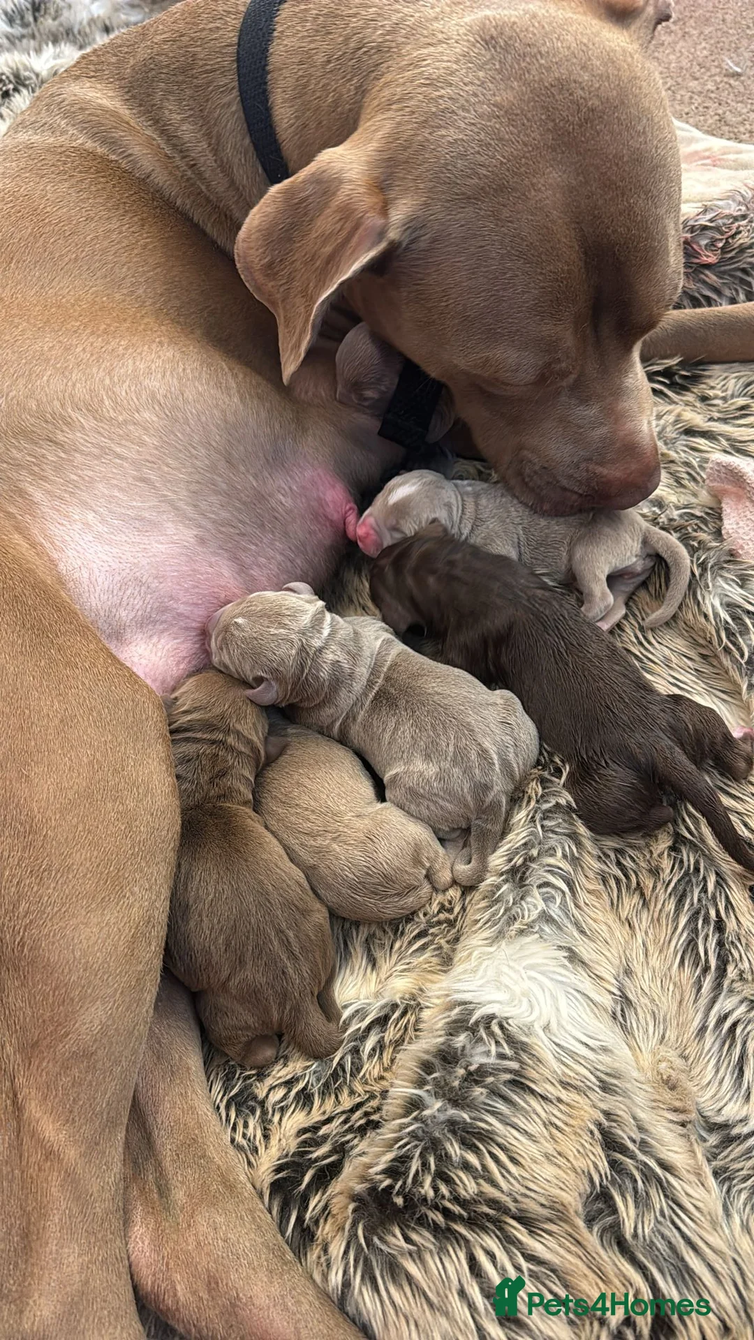 American Bully dogs for stud: American Bully STUD in Northampton - Advert 8