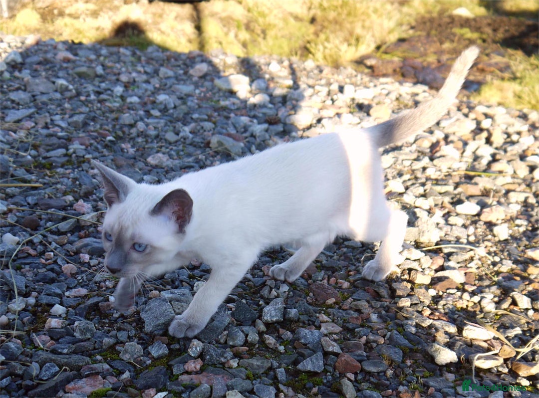 Siamese cats for sale: ADORABLE SIAMESE KITTENS - Advert 18