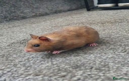 Hamster rodents for sale: Sirian hamsters for sale - Image 3