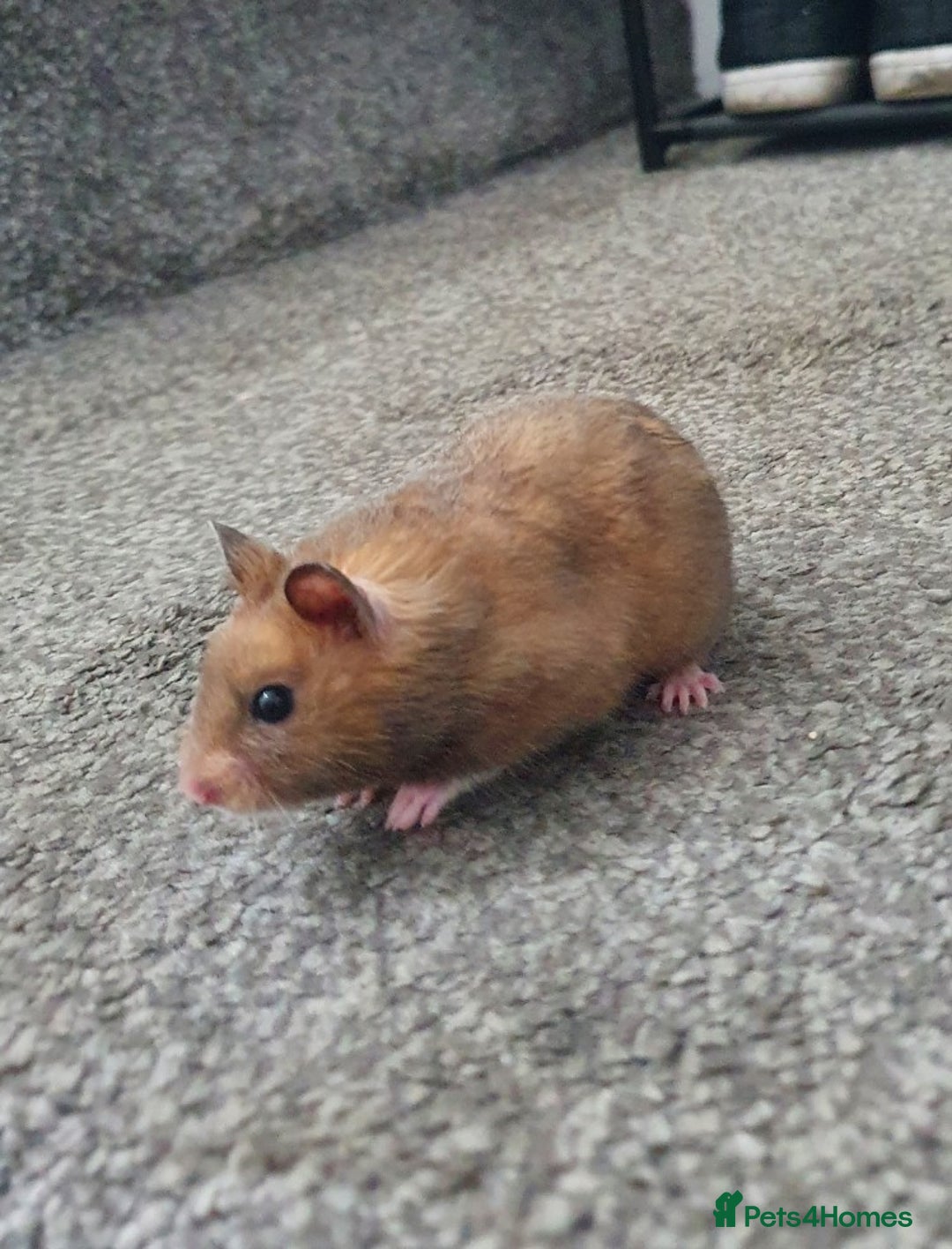 Hamster rodents for sale: Sirian hamsters for sale - Image 3