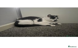 Domestic Shorthair cats for sale: Male cat for sale - Advert 1