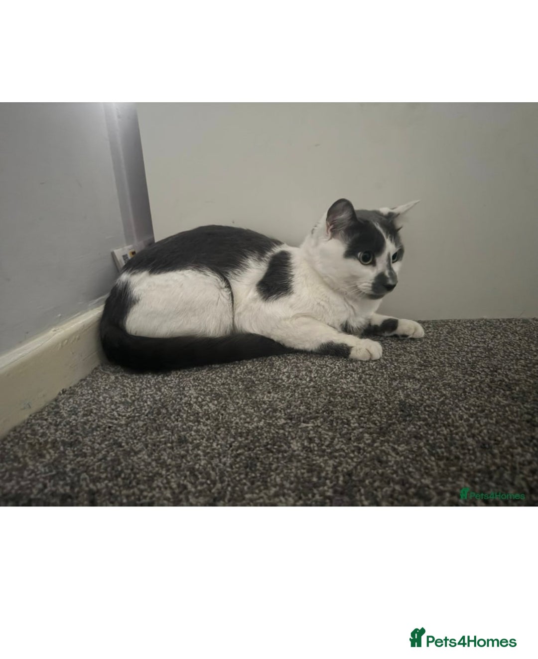 Domestic Shorthair cats for sale: Male cat for sale - Advert 1