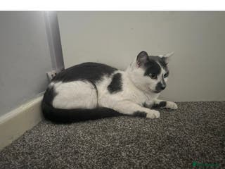 Domestic Shorthair cats Male cat for sale - Advert 23