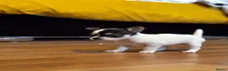 Chihuahua dogs for sale: Beautiful Chiuava - Advert 4