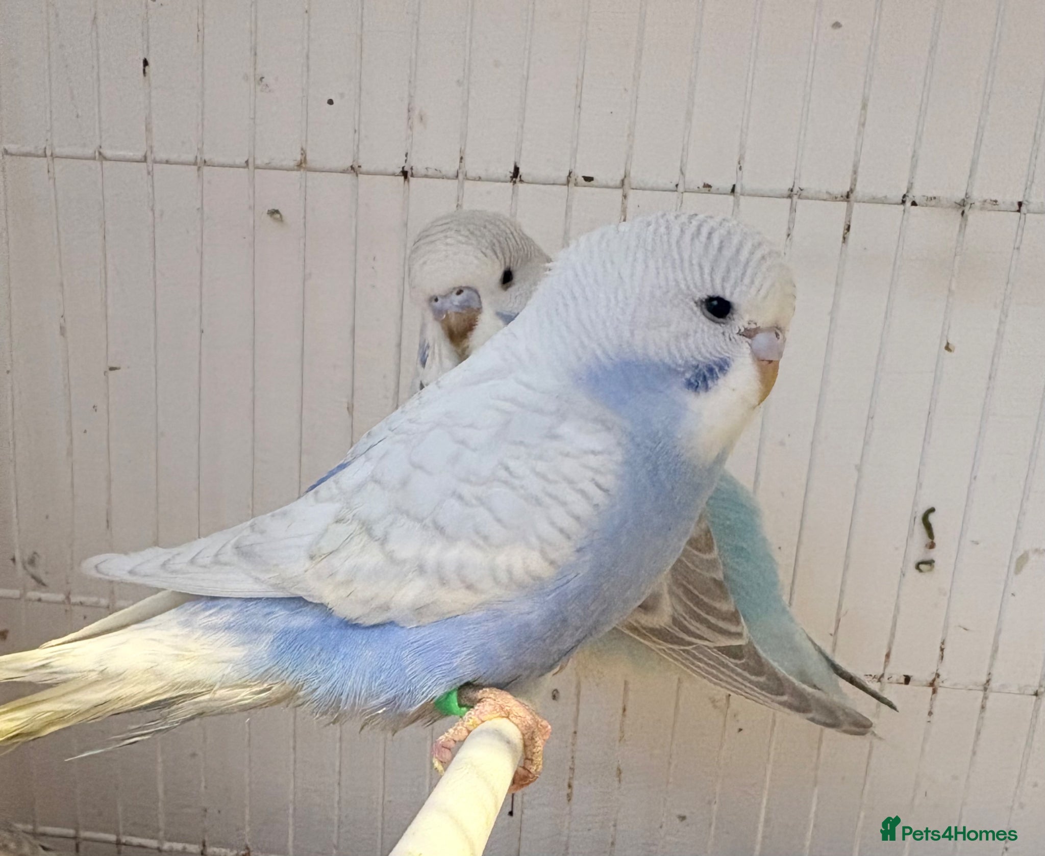 Budgerigars birds Baby budgies  - Advert 7