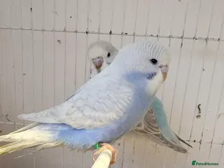Budgerigars birds Baby budgies - Advert 7