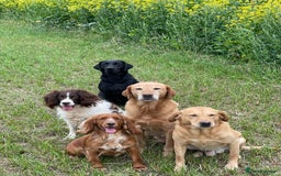 Cocker Spaniel dogs for sale: Working Cocker Spaniel Puppies  - Image 7