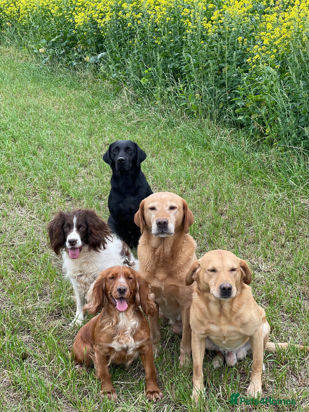 Cocker Spaniel dogs for sale: Working Cocker Spaniel Puppies  - Image 7