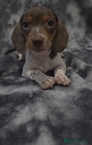 Miniature Dachshund dogs - Advert 1