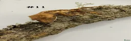 Gecko reptiles for sale: Adult + Juvenile Crested Geckos inc. Lilly Whites - Advert 21