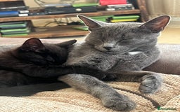 Domestic Shorthair cats for sale: Beautiful Black Kitten for Sale  - Image 5