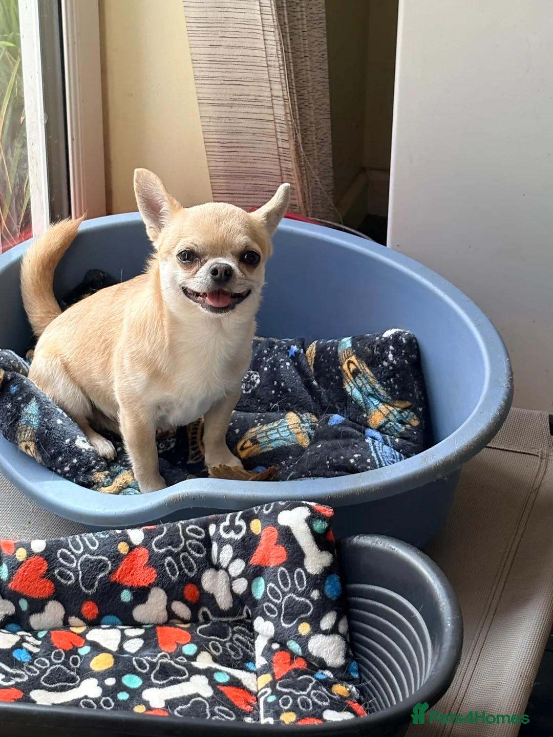 Chihuahua dogs for sale: 3 years  in Kettering - Advert 2