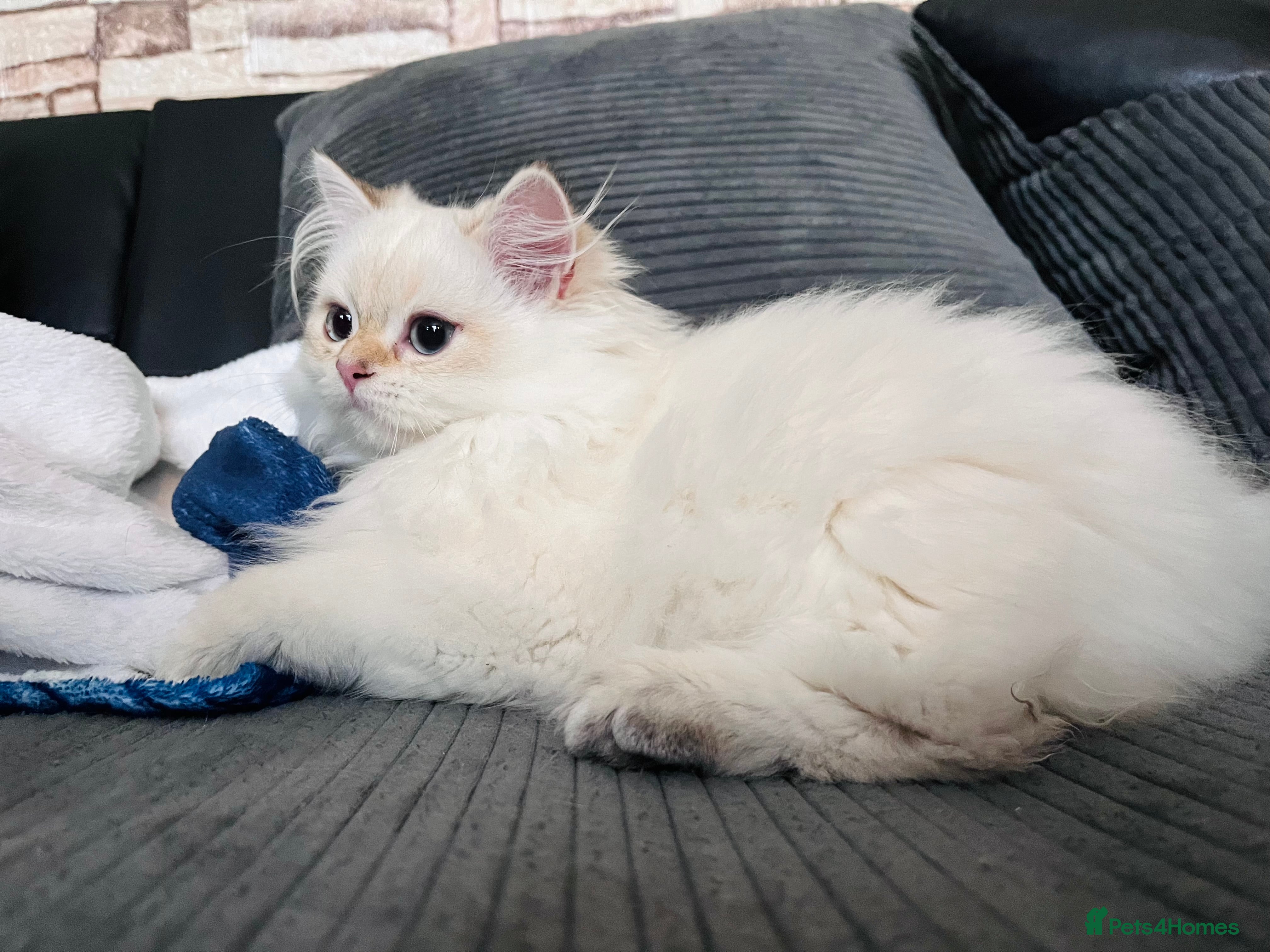 British Longhair cats ‼️🐾😍Colourpoint purebred BLH😻1 Left 🐱 - Advert 2