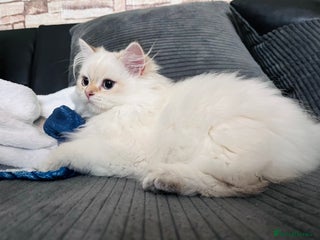 British Longhair cats ‼️🐾😍Colourpoint purebred BLH😻1 Left 🐱 - Advert 8