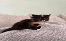 British Shorthair cats for sale: Stunning female kittens  - Image 2