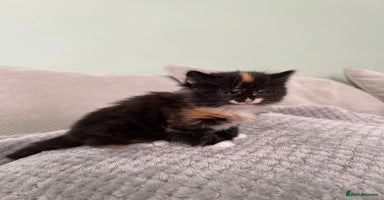 British Shorthair cats - Advert 3