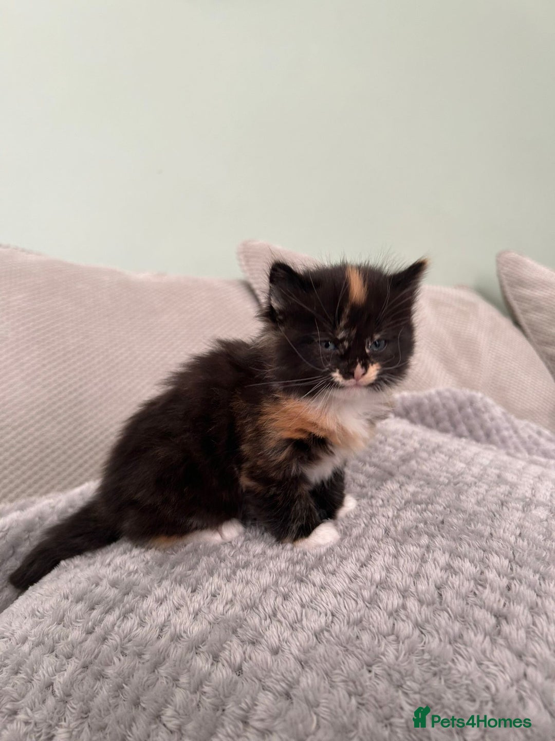 British Shorthair cats for sale: Stunning female kittens  - Image 2