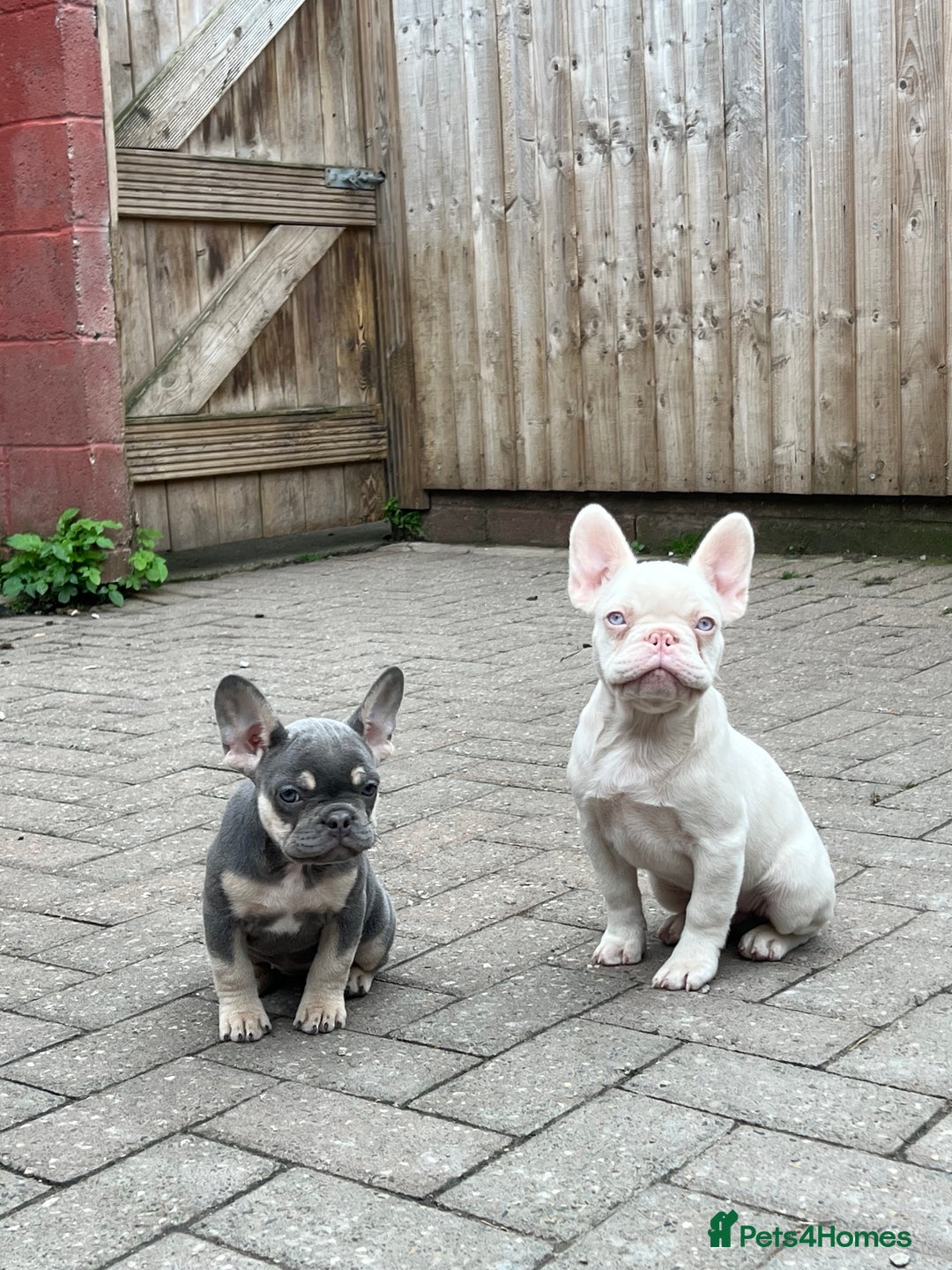 French Bulldog dogs for sale: LAST BOY AMAZING DNA REDUCED  - Image 5