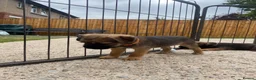 Border Terrier dogs for sale: ⭐️ KC BORDER TERRIERS, READY TO LEAVE NOW - Advert 25
