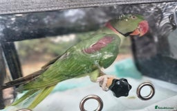Parrots birds for sale: Alexandrine male - Image 3