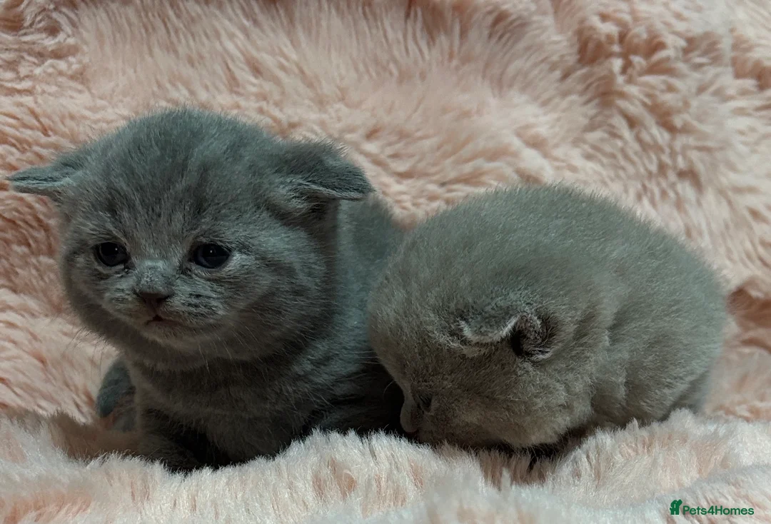 British Shorthair cats for sale: Beautiful British short hair kittens  - Advert 32