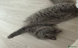 British Shorthair cats for sale: Champion Bloodline British Shorthair & Longhair - Image 6