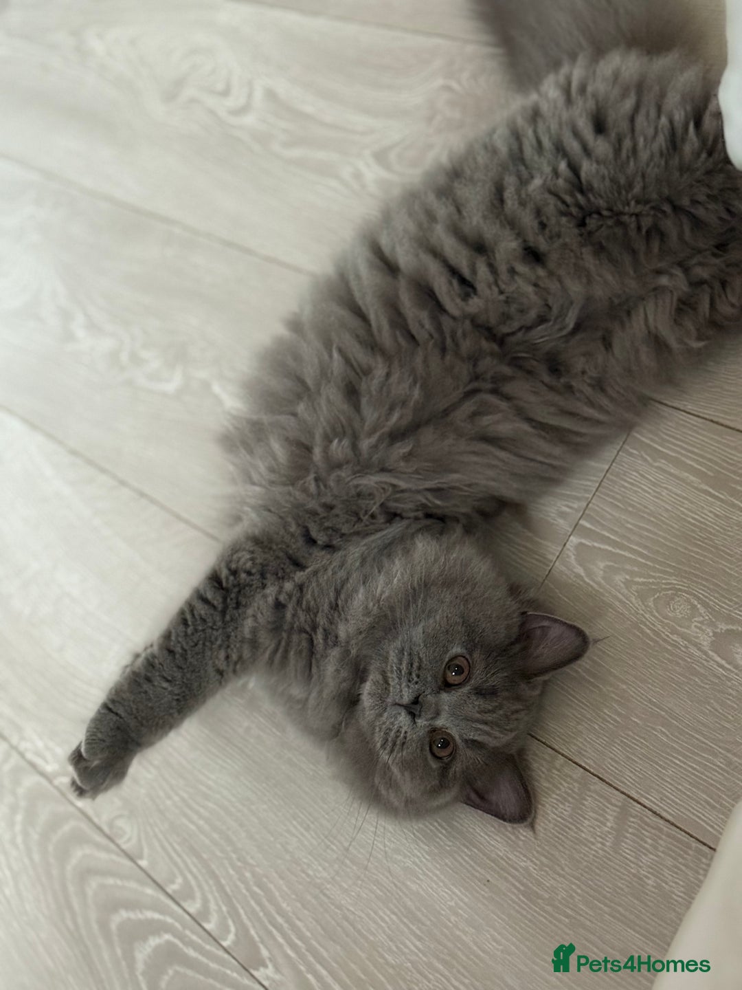 British Shorthair cats for sale: Champion Bloodline British Shorthair & Longhair - Image 6