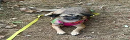 Mixed Breed dogs for adoption: Meet Marlene  11 months old  6.5 kg Romanian mix  in Fareham - Advert 2