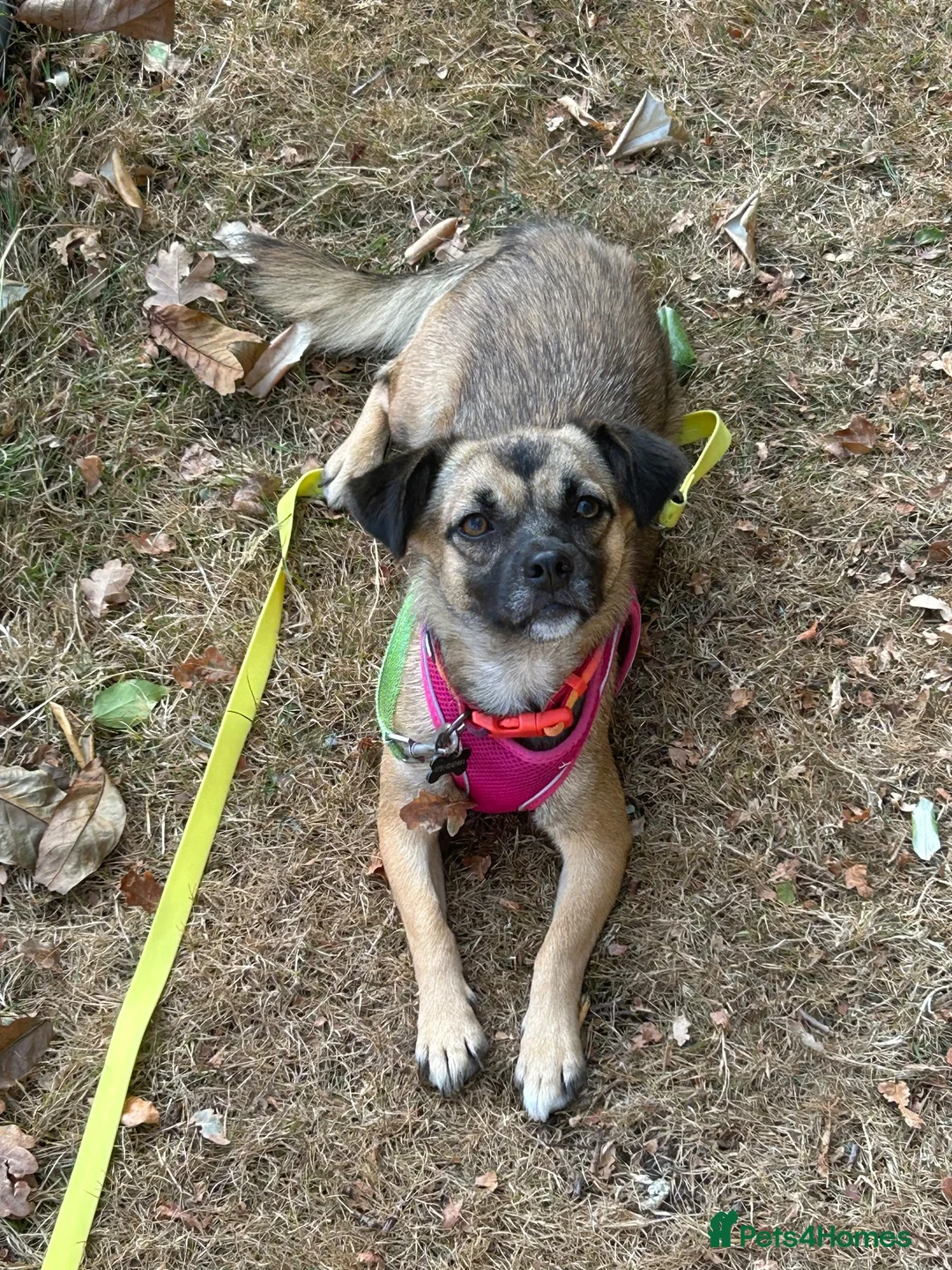 Mixed Breed dogs for adoption: Meet Marlene  11 months old  6.5 kg Romanian mix  in Fareham - Advert 2