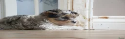 Yorkshire Terrier dogs for sale: Three Beautiful Little Yorkshire Terrier Puppies in Exeter - Advert 30