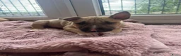 English Bull Terrier dogs for sale: KC REG BULL TERRIER PUPS FROM CHAMP BLOODLINES   - Advert 4