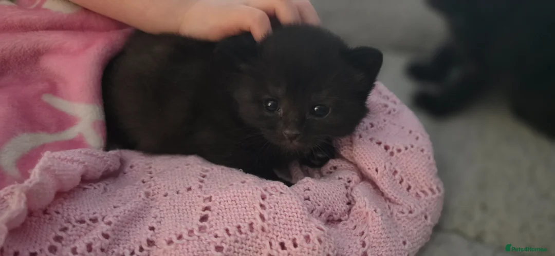 Mixed Breed cats for sale: Black kittens for sale  - Advert 2