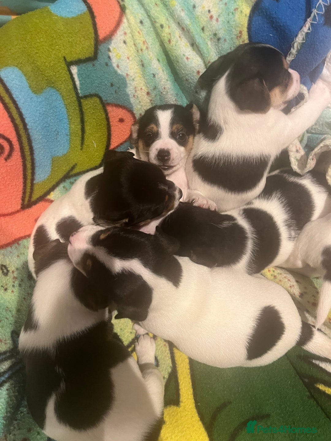 Mixed Breed dogs for sale: First litter of 7 Jack Russel puppies  - Advert 19