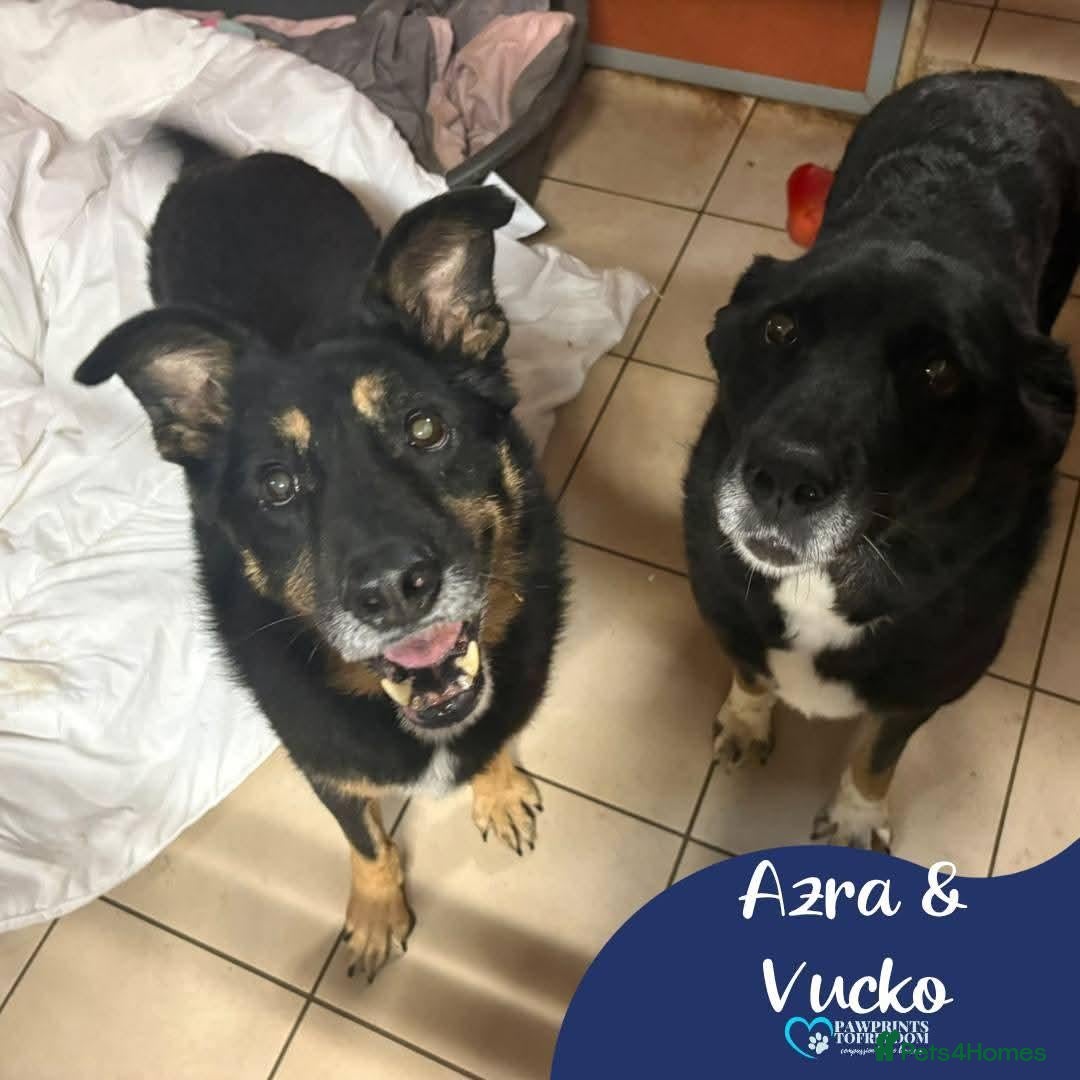 Mixed Breed dogs Meet Azra and Vucko,currently residing in Cheshire - Advert 1