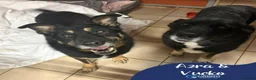 Mixed Breed dogs for adoption: Meet Azra and Vucko,currently residing in Cheshire in Nantwich - Advert 1