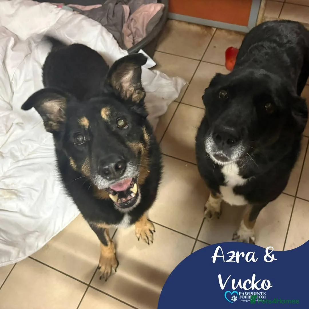 Mixed Breed dogs for adoption: Meet Azra and Vucko,currently residing in Cheshire in Nantwich - Advert 1