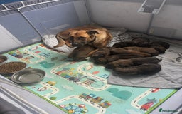 Belgian Shepherd Dog dogs for sale: Skye x Nines very last litter ever! 3B &7G  - Image 35