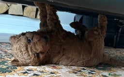 Cockapoo dogs for sale: Beautiful F1B Cockapoo Boys **1 Boy Now Reserved** - Image 8