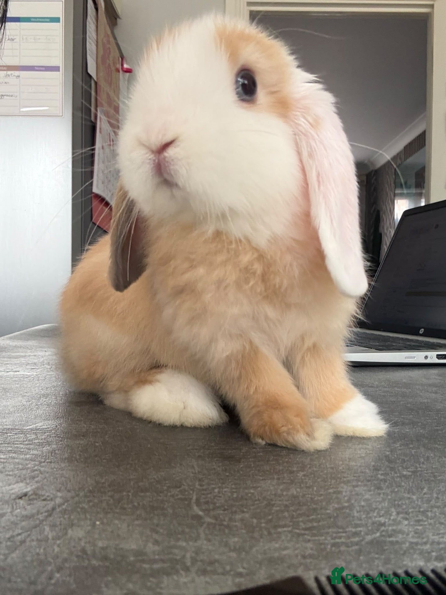 Mini Lop rabbits RESERVED! Lovely Mini Lop - Advert 7