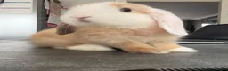 Mini Lop rabbits for sale: SOLD! Lovely Mini Lop - Advert 1