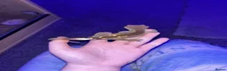 Gecko reptiles for sale: 2 adult crested geckos  - Advert 5