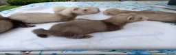 Ferret rodents for sale: Baby  ferrets for sale in Uckfield - Advert 6