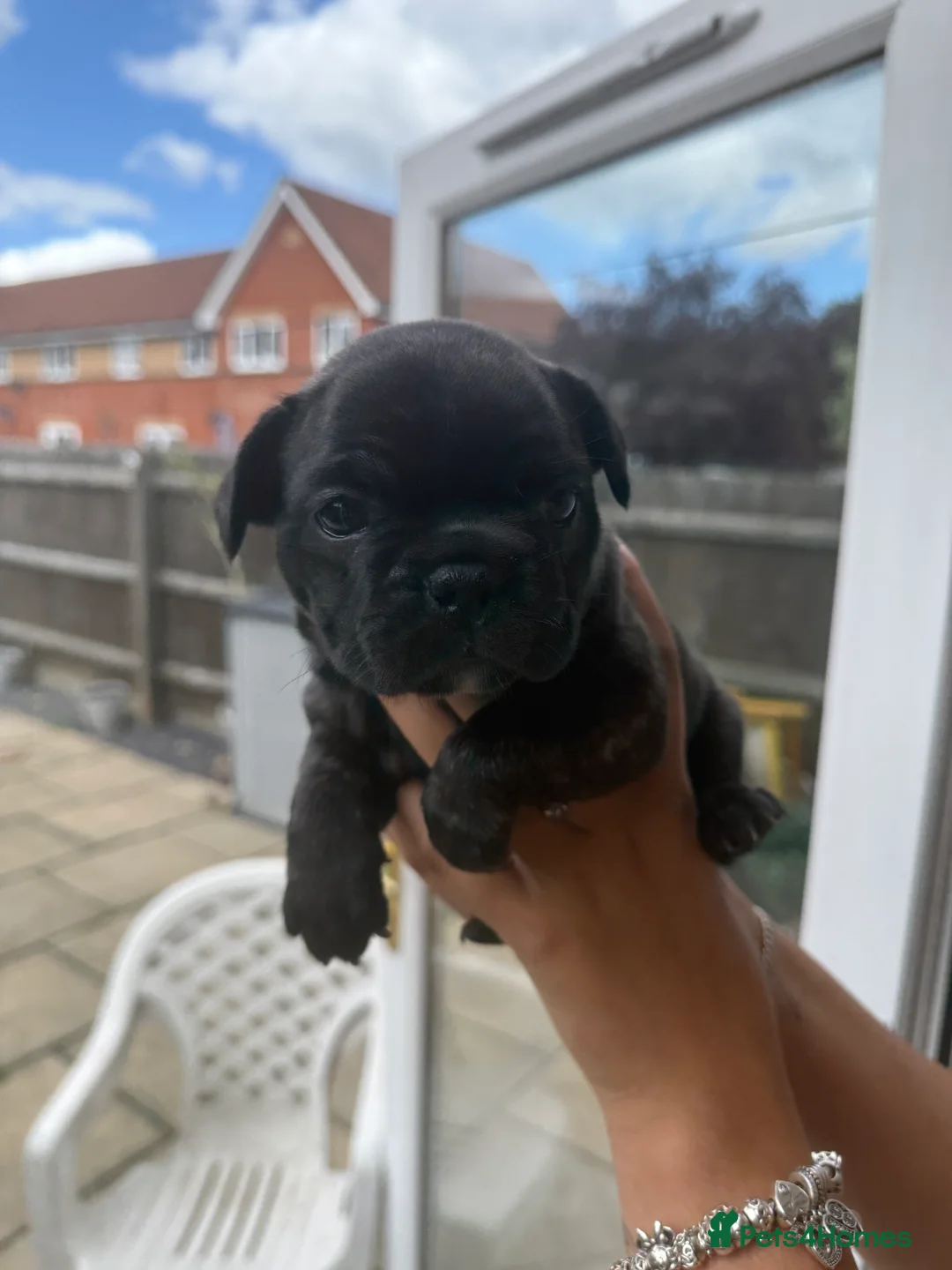 French Bulldog dogs for sale: 5 beautiful Kc reg pups carrying  **  & fluffy - Advert 2