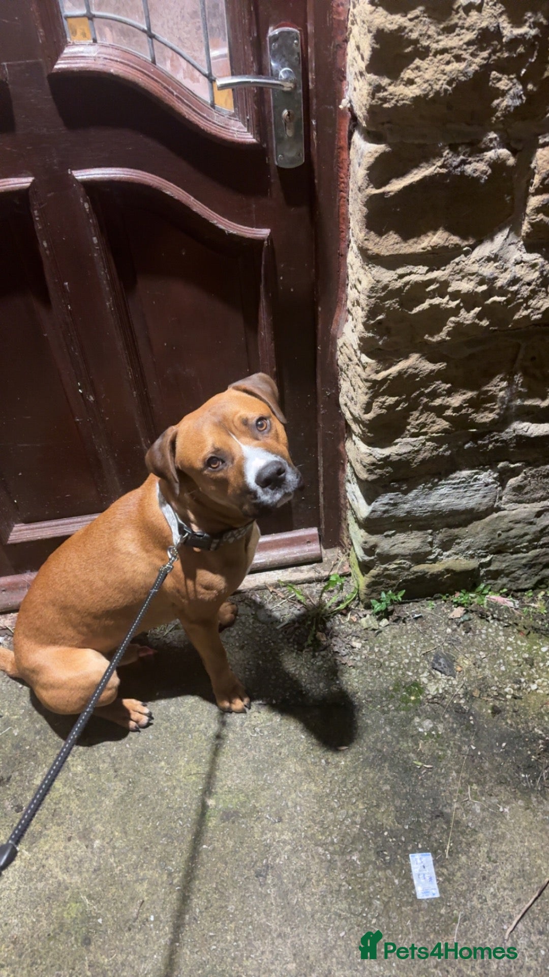 Mixed Breed dogs Rottweiler X Staffy for sale  - Advert 1