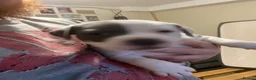 Staffordshire Bull Terrier dogs for sale: Blue staffie puppies  - Advert 7