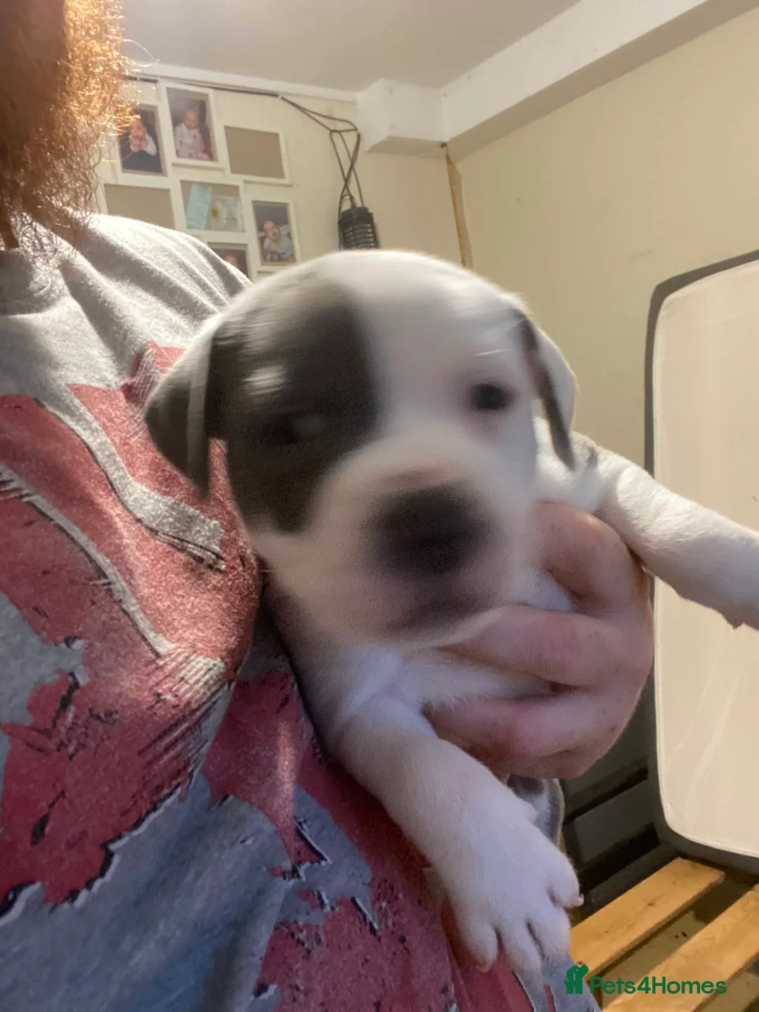 Staffordshire Bull Terrier dogs for sale: Blue staffie puppies  - Advert 7