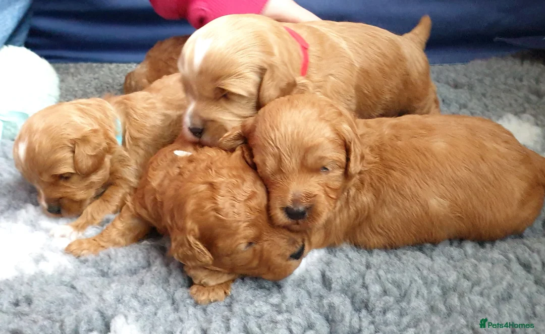 Mixed Breed dogs for sale: Cotonoodle/Cotonpoo F1b health tested parents - Advert 1