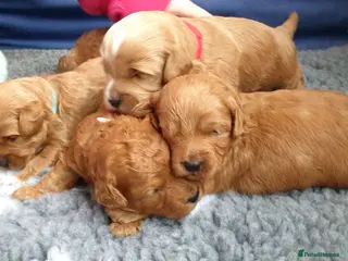 Mixed Breed dogs Cotonoodle/Cotonpoo F1b health tested parents - Advert 2