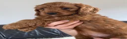Cockapoo dogs for sale: DNA Clear 6 Gorgeous Dark Red F1 Cockapoo puppies - Advert 17
